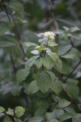 Cornus sanguinea