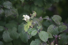 Cornus sanguinea