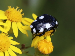 Mausoleopsis amabilis