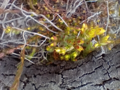 Gnidia humilis