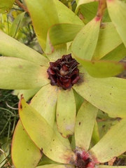 Leucadendron pubibracteolatum