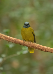 Brachypodius melanocephalos