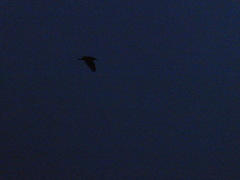 Nycticorax nycticorax