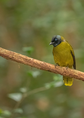 Brachypodius melanocephalos