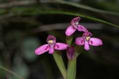 Disa vaginata
