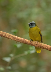 Brachypodius melanocephalos