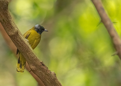 Brachypodius melanocephalos