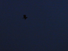 Nycticorax nycticorax