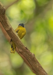 Brachypodius melanocephalos