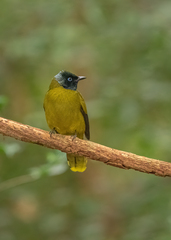 Brachypodius melanocephalos