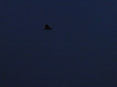 Nycticorax nycticorax