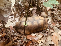 Chelonoidis denticulatus