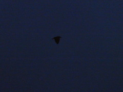 Nycticorax nycticorax