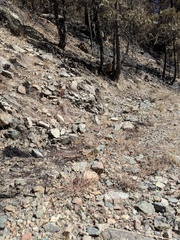 Penstemon filiformis