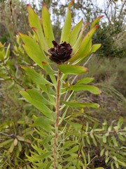 Leucadendron pubibracteolatum