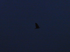 Nycticorax nycticorax