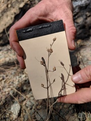 Penstemon filiformis