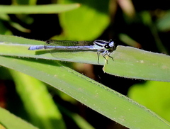 Pseudagrion kersteni
