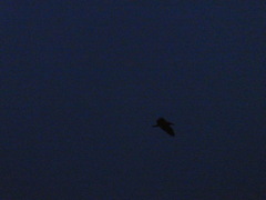 Nycticorax nycticorax