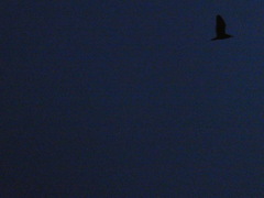 Nycticorax nycticorax