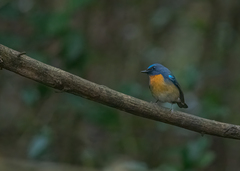 Cyornis glaucicomans