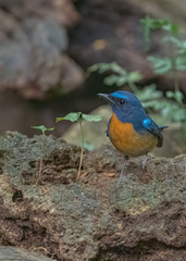 Cyornis whitei