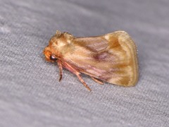 Chamaeclea basiochrea