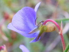 Viola decumbens scrotiformis