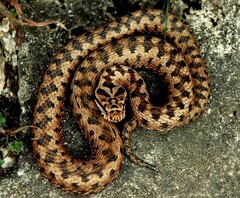Vipera aspis zinnikeri