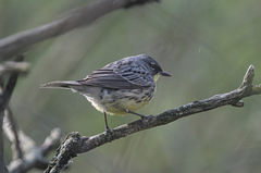 Setophaga kirtlandii