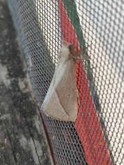 Compsoptera opacaria