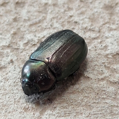 Coleoptera