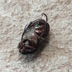 Coleoptera