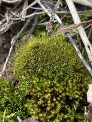 Weissia brachycarpa