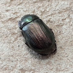 Coleoptera