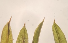 Weissia brachycarpa
