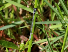 Pseudagrion kersteni