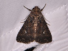 Condica albigera