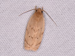 Antaeotricha haesitans