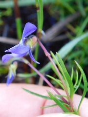 Viola decumbens scrotiformis