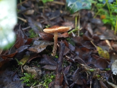 Pholiotina rugosa