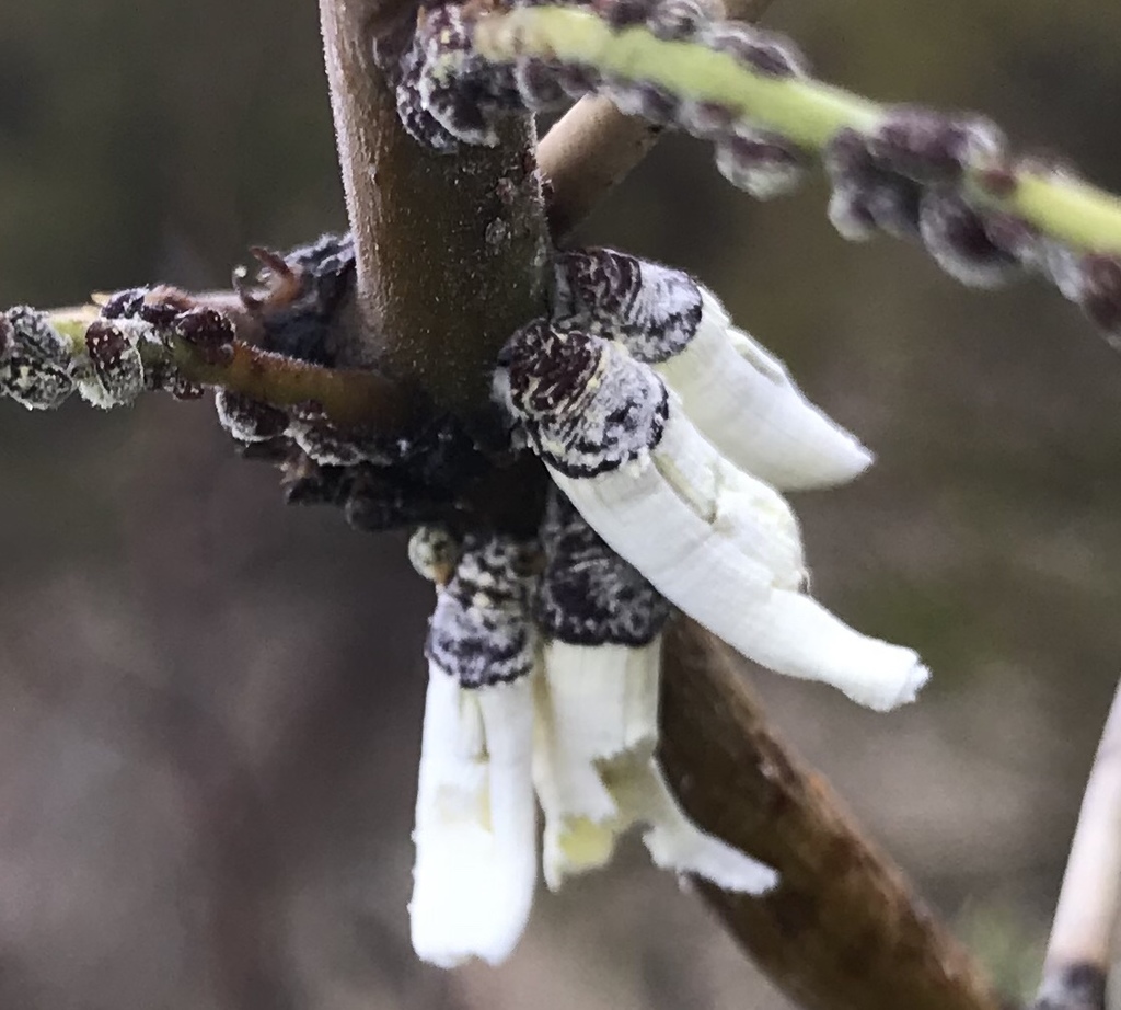 Riley's Giant Scale Insect