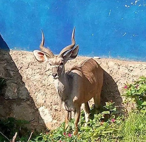 Northern Greater Kudu