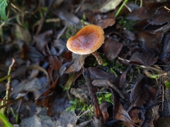 Pholiotina rugosa