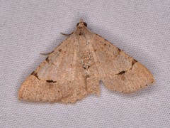 Frederickia flaviterminata