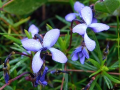Viola decumbens scrotiformis