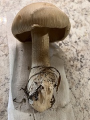 Macrocybe titans