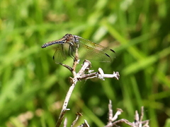 Trithemis arteriosa