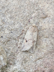 Agrochola blidaensis