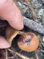 Psilocybe allenii